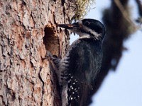 IMG 2019c  Black-backed Woodpecker (Picoides arcticus) - female at nest